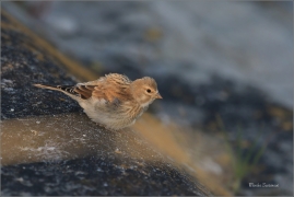 <p>KONOPKA OBECNÁ (Carduelis cannabina) jižní Morava ---- /Common linnet - Bluthänfling/</p>